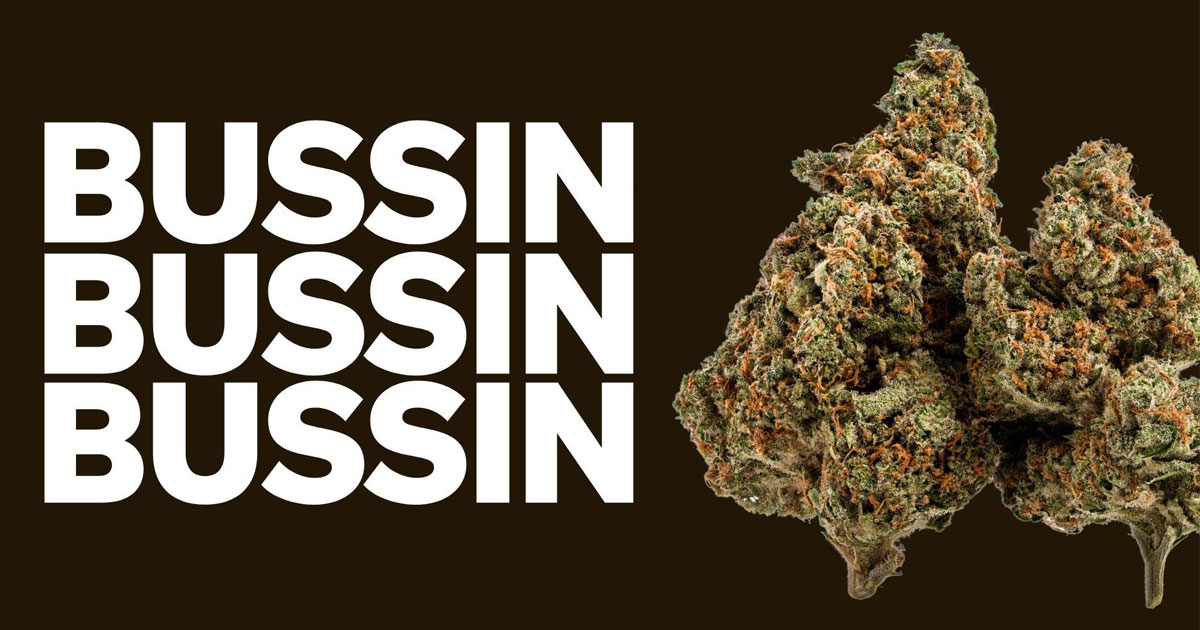 Bussin Cannabis Strain: Effects, Potency, Genetics, & Terpene Profile ...