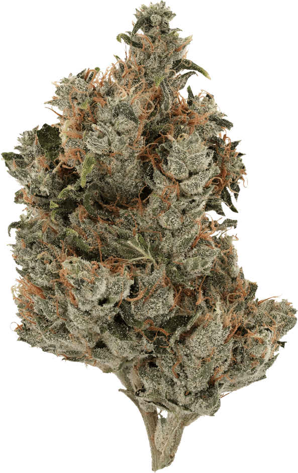 Motorbreath Zen Leaf Dispensaries